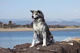 AKITA INU 214